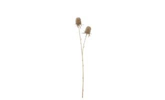 Декоративная ветвь Marigold Brown