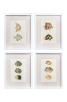 Постеры Tropical Fishes сет из 4 шт
