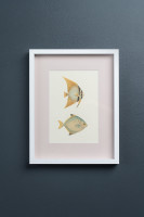 Постеры Tropical Fishes сет из 4 шт