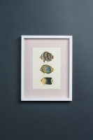Постеры Tropical Fishes сет из 4 шт