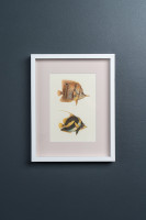 Постеры Tropical Fishes сет из 4 шт
