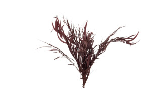 Декоративная ветвь Eucalyptus Wild Burgundy