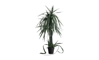 Декоративное искусственное дерево Dragon Fruit Tree, 160 см