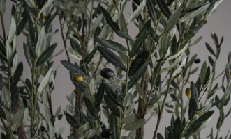 Декоративное искусственное дерево Olive Tree, 300 см