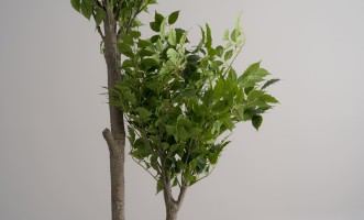 Декоративное искусственное дерево Ginkgo Tree, 210 см