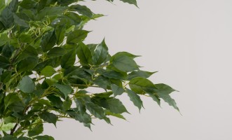 Декоративное искусственное дерево Ginkgo Tree, 210 см