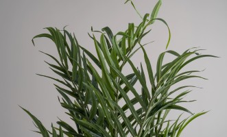 Декоративное искусственное дерево Palm Tree, 210 см