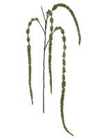 Декоративная ветвь Amaranthus