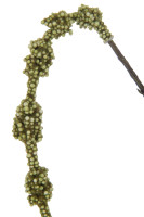 Декоративная ветвь Amaranthus