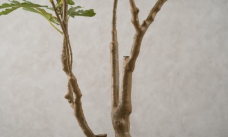 Декоративное искусственное дерево Fig Tree, выс. 180 см