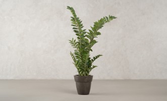 Декоративное искусственное дерево Zamioculcas, выс. 130 см