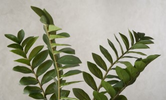 Декоративное искусственное дерево Zamioculcas, выс. 130 см