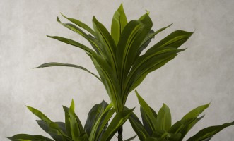 Декоративное искусственное дерево Dracaena, выс. 150 см