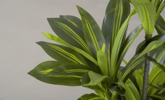 Декоративное искусственное дерево Dracaena, выс. 150 см