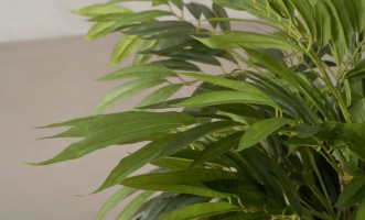 Декоративное искусственное дерево Willow Tree, выс. 150 см