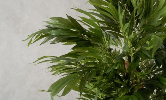 Декоративное искусственное дерево Willow Tree, выс. 180 см