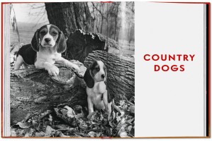 Walter Chandoha. Dogs. Photographs 1941–1991