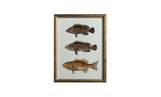 Постер The Fishes Collection, набор 4 шт