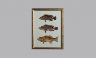 Постер The Fishes Collection, набор 4 шт