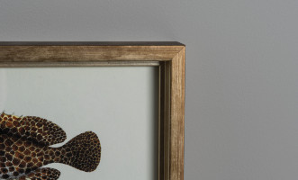 Постер The Fishes Collection, набор 4 шт