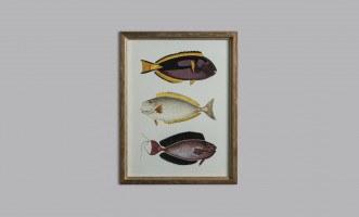 Постер The Fishes Collection, набор 4 шт