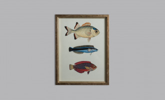 Постер The Fishes Collection, набор 4 шт