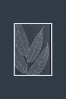 Постер Ferns II