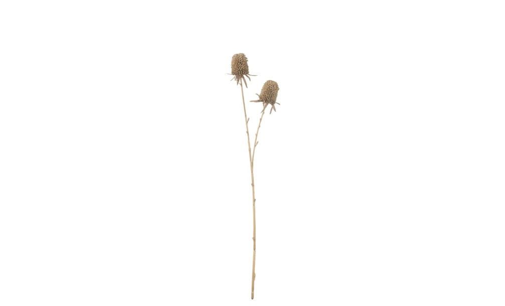 Декоративная ветвь Marigold Brown