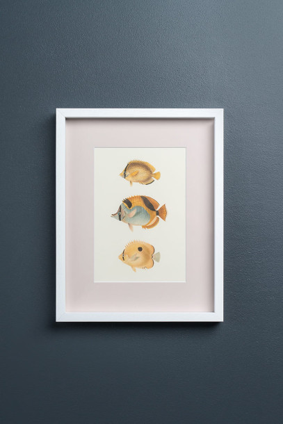 Постеры Tropical Fishes сет из 4 шт