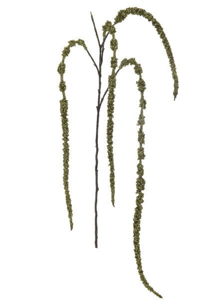 Декоративная ветвь Amaranthus