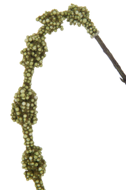 Декоративная ветвь Amaranthus