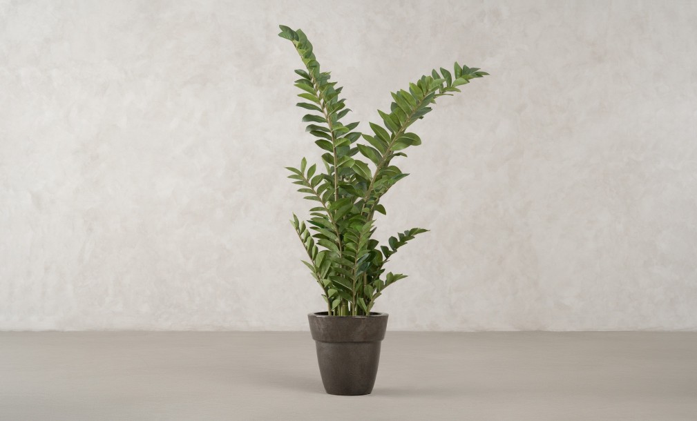 Декоративное искусственное дерево Zamioculcas, выс. 130 см