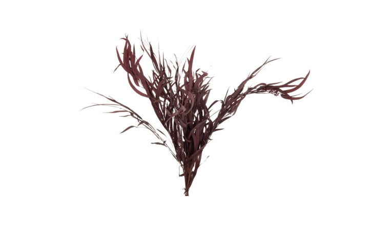 Декоративная ветвь Eucalyptus Wild Burgundy