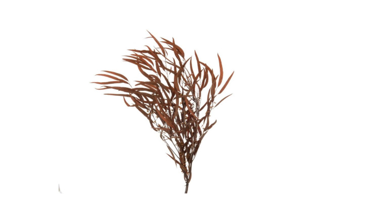 Декоративная ветвь Eucalyptus Wild Rust