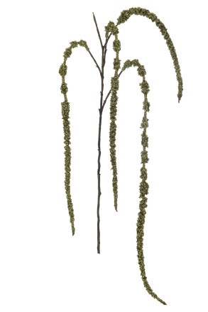 Декоративная ветвь Amaranthus